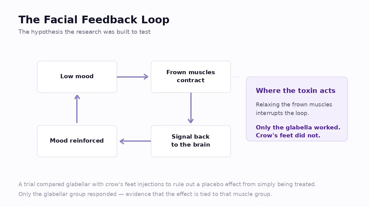 How the facial feedback hypothesis works